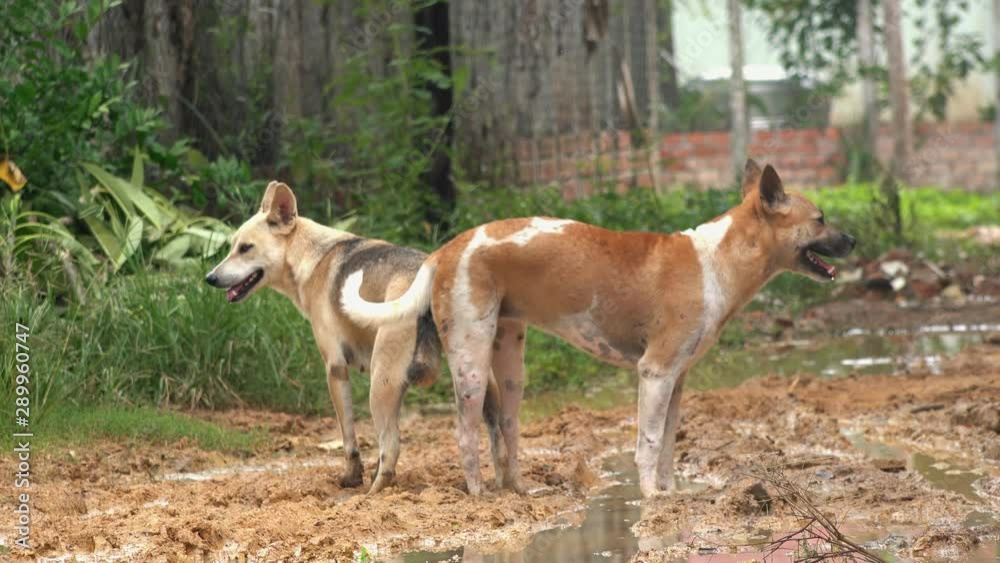 Medium Shot of Two Dogs in a Romantic Tryst After Mating Medium Shot of Two Dogs in a Romantic Tryst After Mating