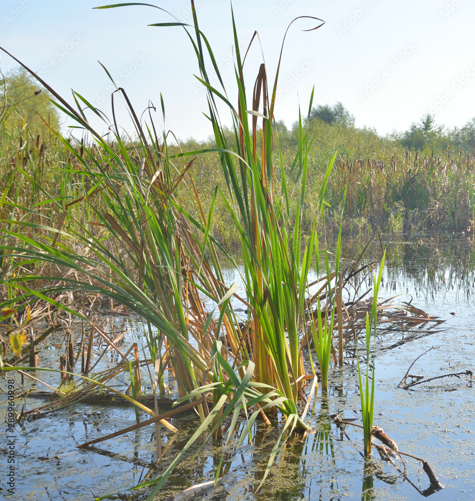 Fototapeta premium Sedge on the banks of a small river.