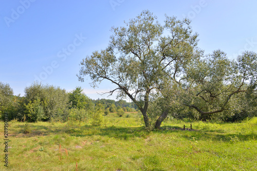 Rural landscape in Belarusian Polesie.