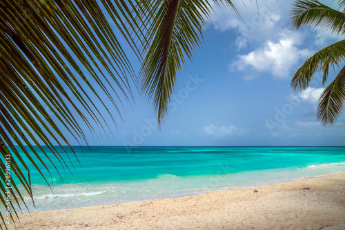 Fototapeta Naklejka Na Ścianę i Meble -  A look at the Caribbean Sea through the branches of a coconut palm.