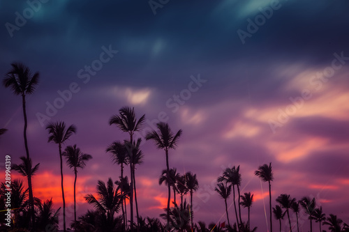Silhouettes of palm trees on the fion of a beautiful multi-colored sunset. © Roman Barisev