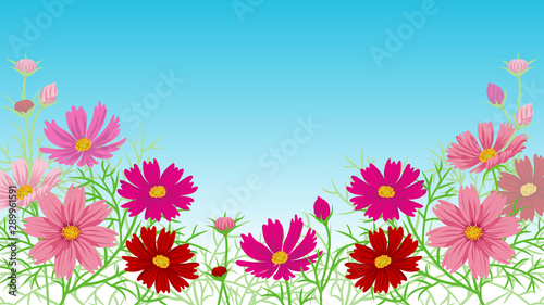 Cosmos flower frame