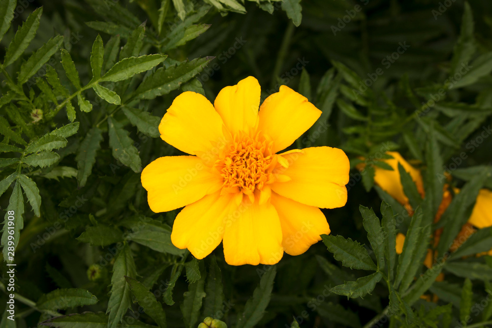 The bright yellow flower in a green Bush. Close up.