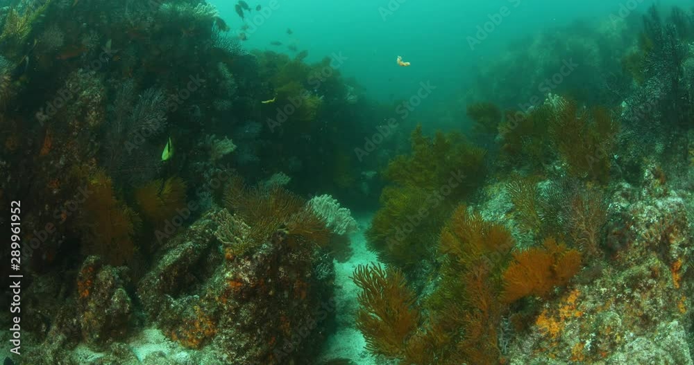 Coral reef scenics from the sea of cortez, Mexico. Coral reef scenics from the sea of cortez, Mexico.