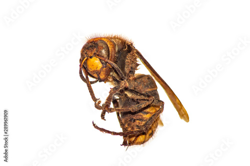 hornet, bee killer caught and dried and photographed on a white background