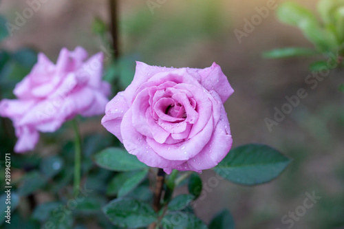 Fresh pink rose flower in the garden with rain drops on blur nature background.