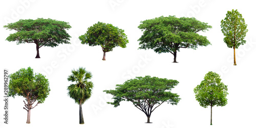 The collection set of trees Isolated on a white background  large images are suitable for all types of art work and print.