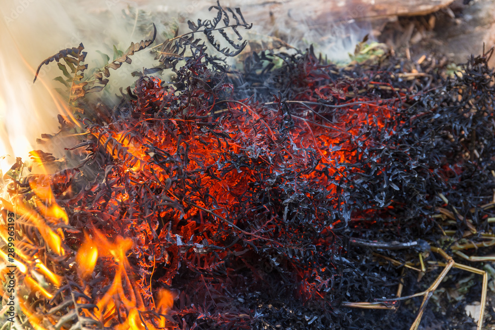 burning fern close up burning fern close up