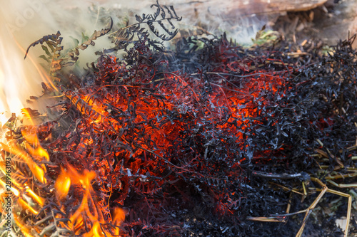 burning fern close up