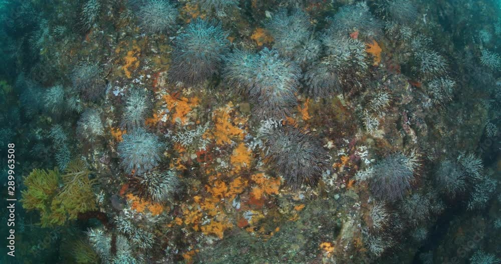 Coral reef scenics from the sea of cortez, Mexico. Coral reef scenics from the sea of cortez, Mexico.