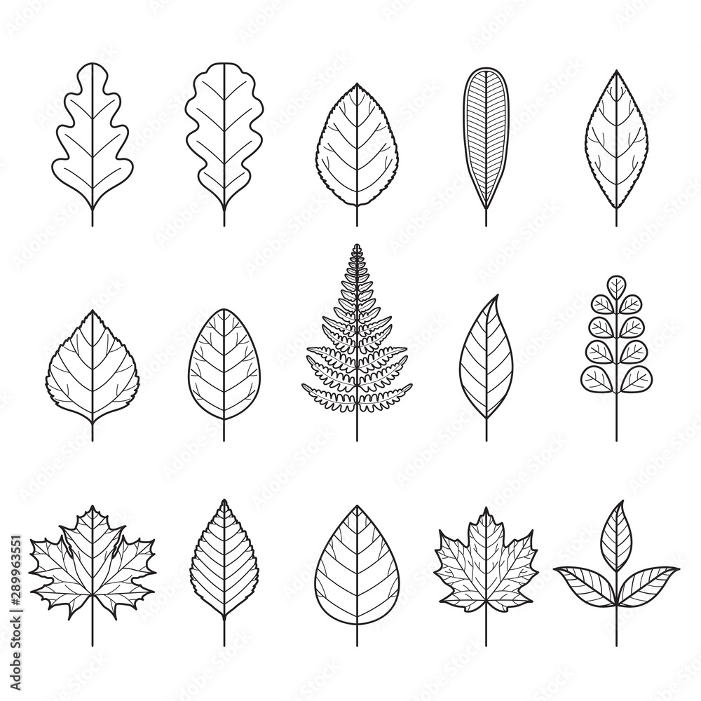 Fototapeta premium Set Of Outline Leaves With Different Shapes