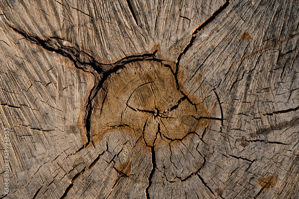 Texture of old wood. Background image. Macro photo Texture of old wood. Background image. Macro photo