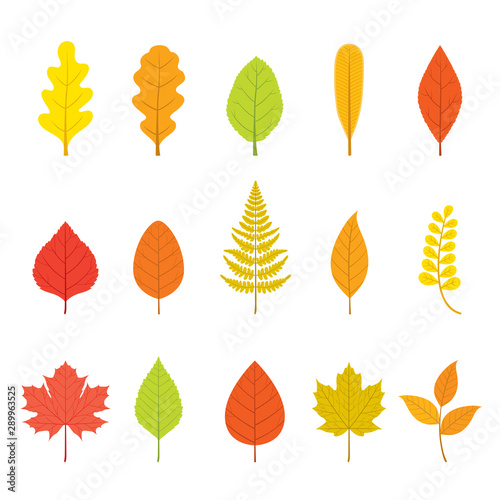 Set Of Colorful Leaves With Different Shapes