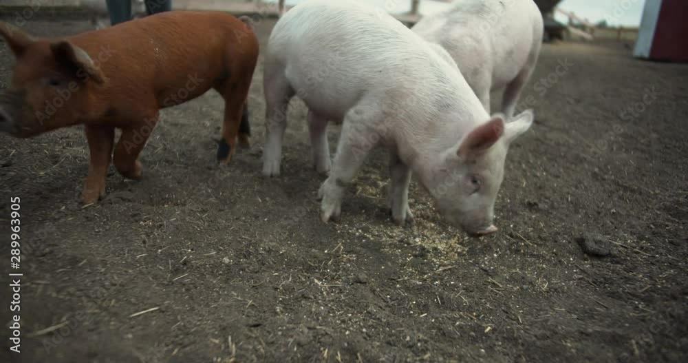 Piglet eating feed off of the ground. Piglet eating feed off of the ground.