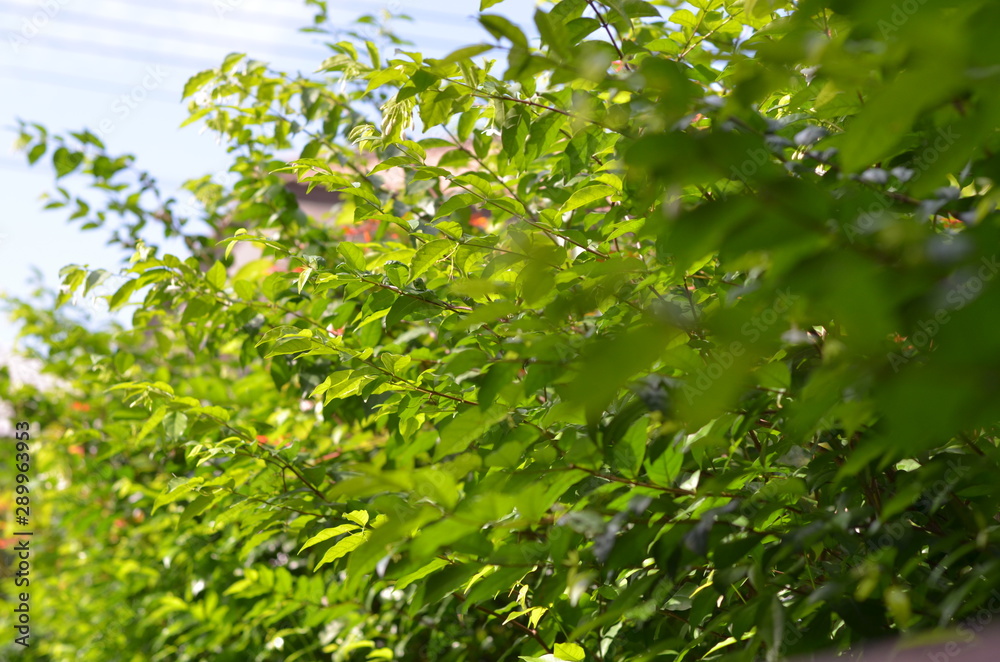 Fototapeta premium Trees Plants and Flowers in my Garden