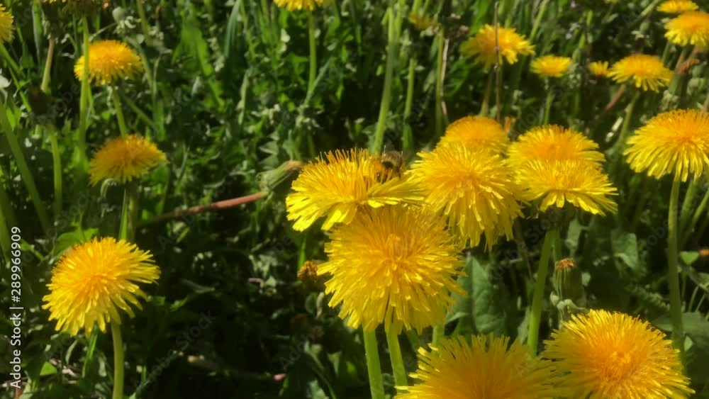 Honeybee flyng flower to flower Honeybee flyng flower to flower