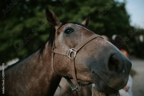 Portrait of beautiful brown horse