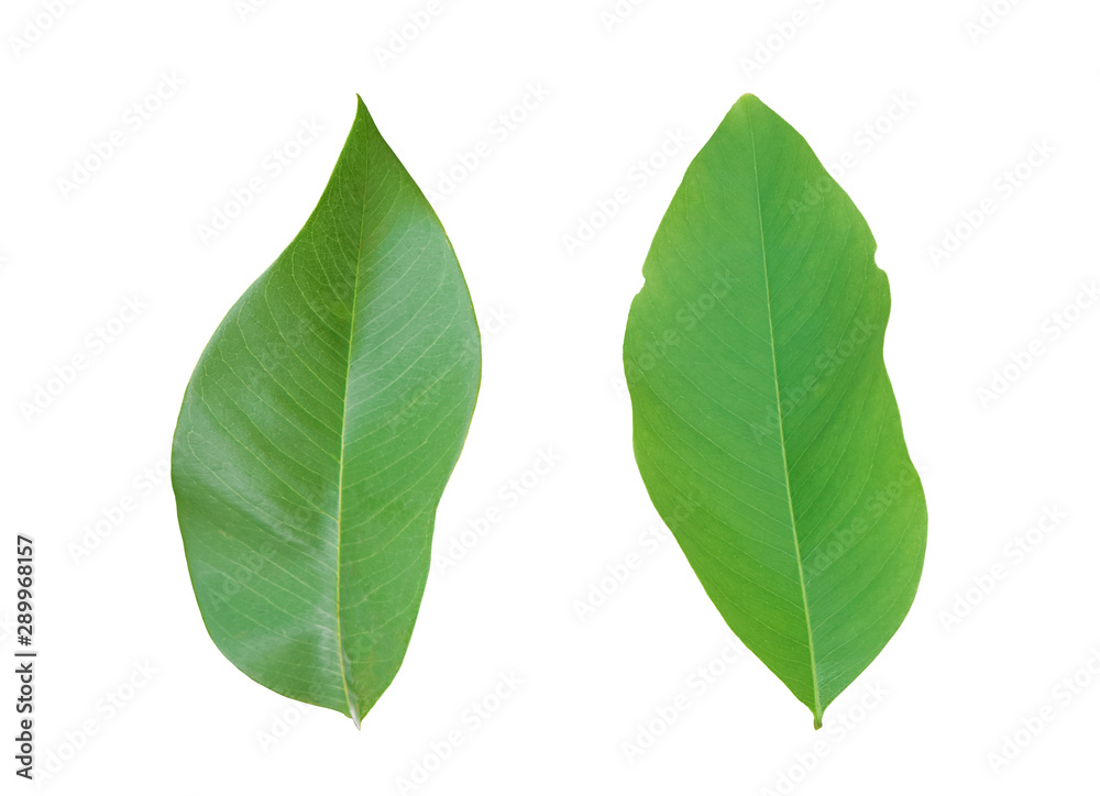 green leaf isolated on white background. Object with clipping path. green leaf isolated on white background. Object with clipping path.