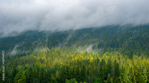 Misty landscape with fir forest.