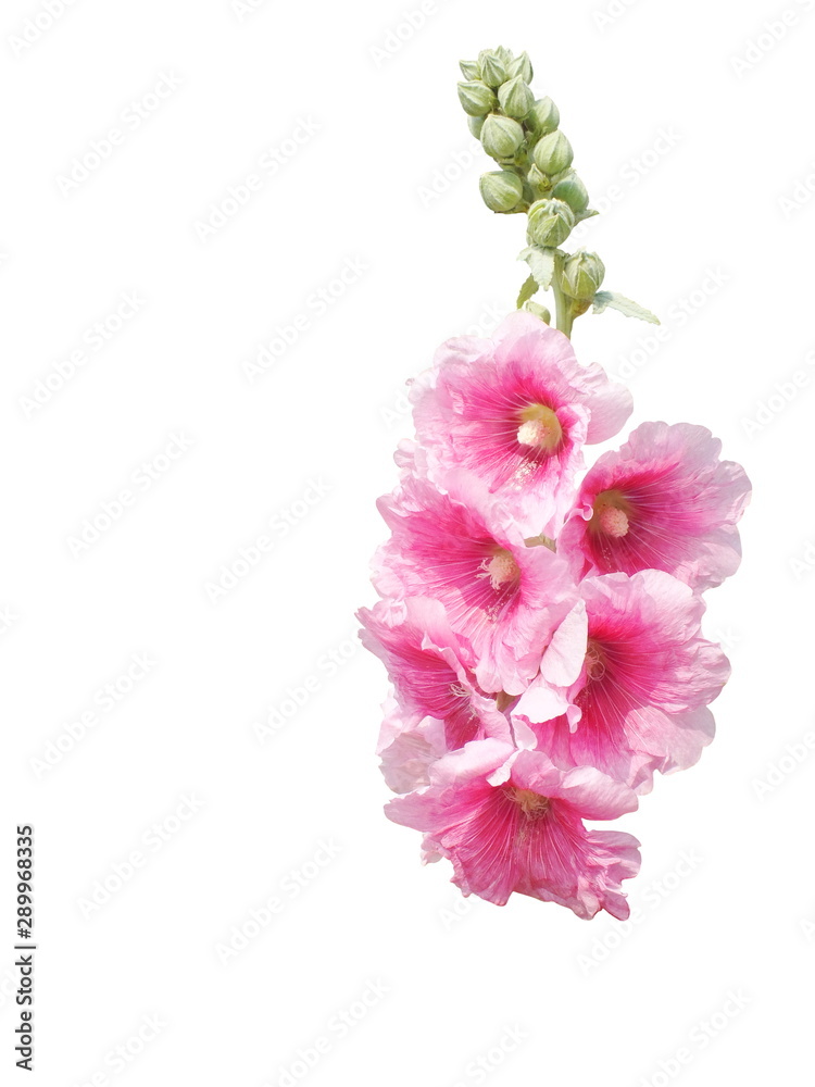 Marsh-mallow,althaea officinalis ,Pink flower,  isolated white background.