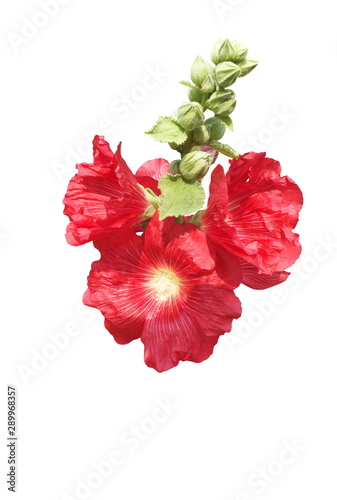 Marsh-mallow flower,Red flower, isolated white background.