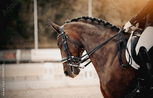 Equestrian sport. Portrait sports brown stallion in the double bridle. The leg of the rider in the stirrup, riding on a red horse.