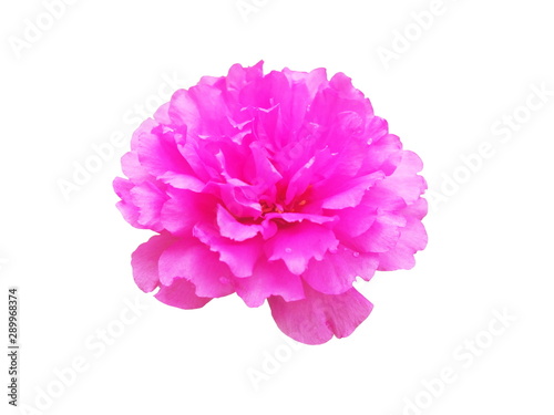 Pink flowers Portulaca oleracea isolated on white background.