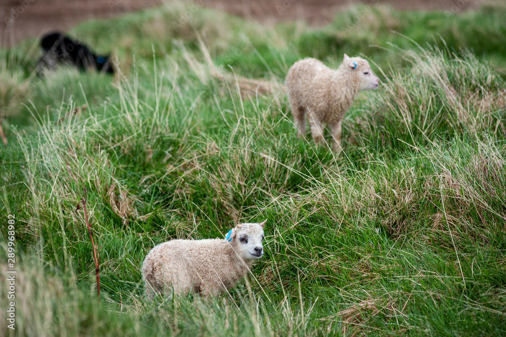Fototapeta premium Icelandic lambs grazing on the farm.