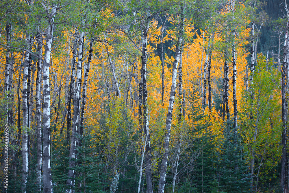 Close up shot of Aspen trees in autumn time