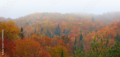 Bright autumn trees caught in fog