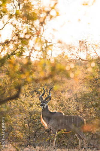 Kudu in the Wild