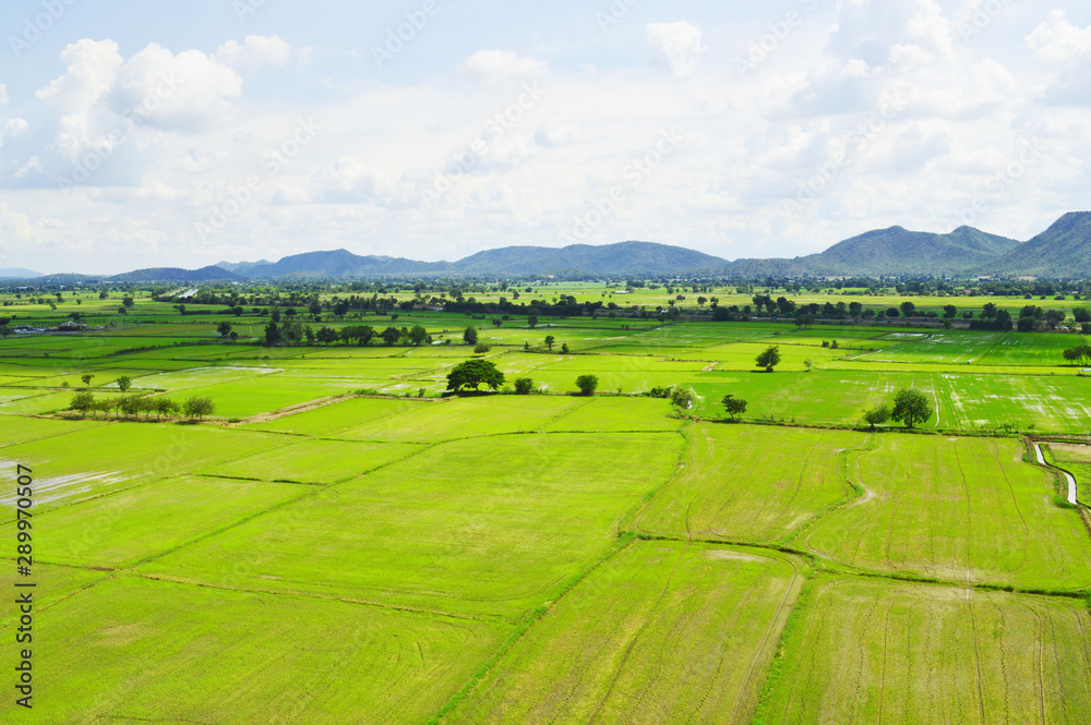 Green rice field in a vast area