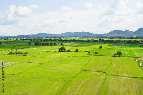 Green rice field in a vast area