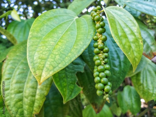 Pepper plant on green leaf background in the farm