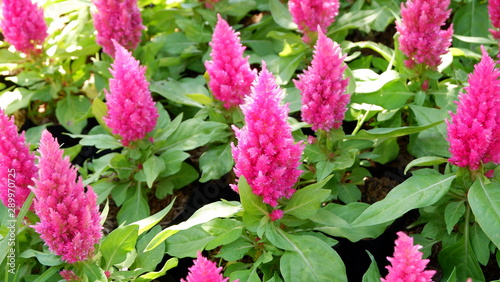 pink Cockscomb flower in the garden