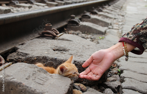 Kindness between human and animal, rescuing a sick stray kitten photo