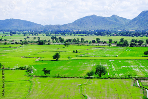 Outermost green rice field in rural area