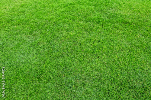 Green grass texture for background. Green lawn pattern and texture background.