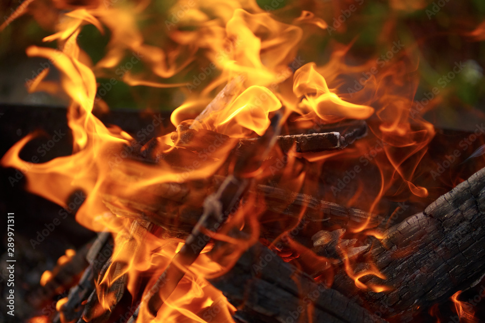 burning bonfire in nature. burning firewood.