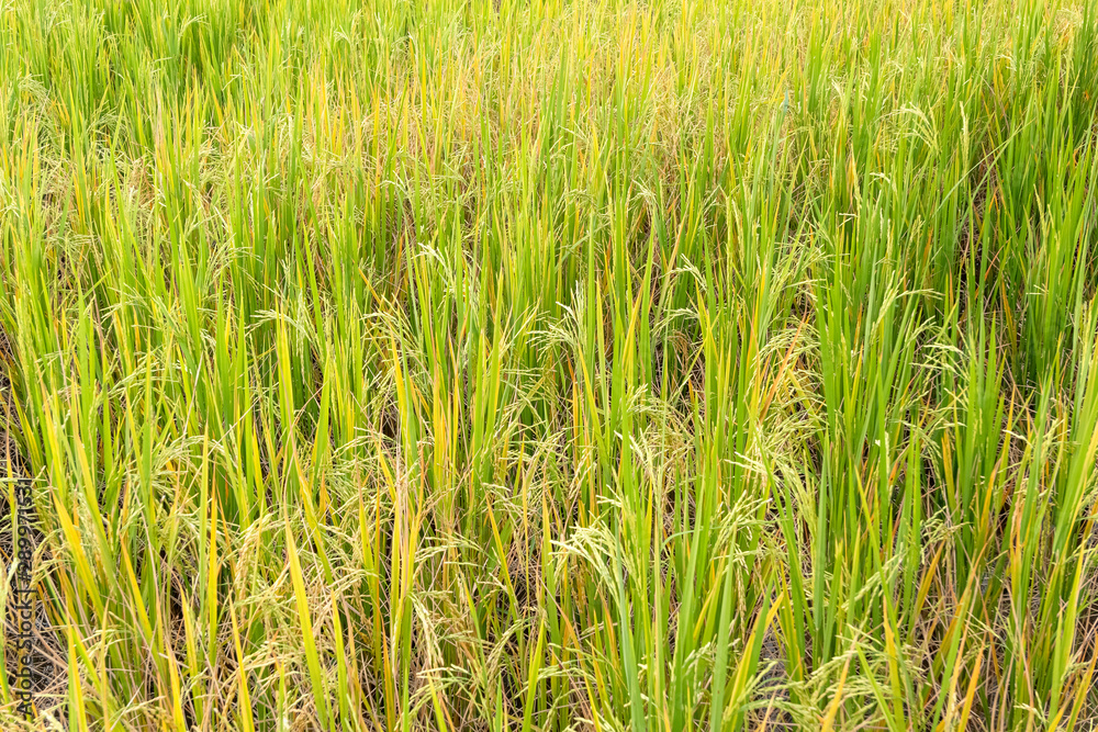 Paddy rice in field in rainy season. Paddy rice in field in rainy season.
