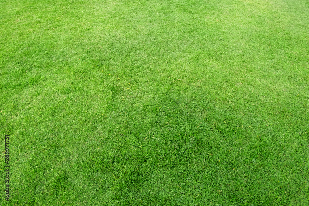 Green grass texture for background. Green lawn pattern and texture background. Green grass texture for background. Green lawn pattern and texture background.