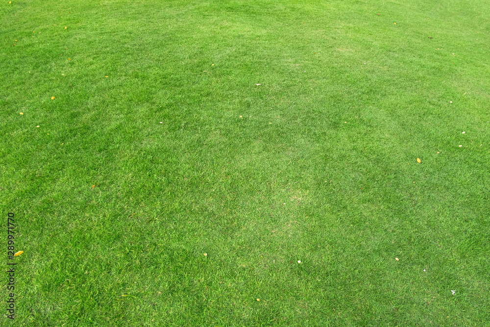 Green grass texture for background. Green lawn pattern and texture background. Green grass texture for background. Green lawn pattern and texture background.