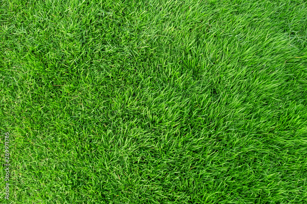 Green grass texture for background. Green lawn pattern and texture background.