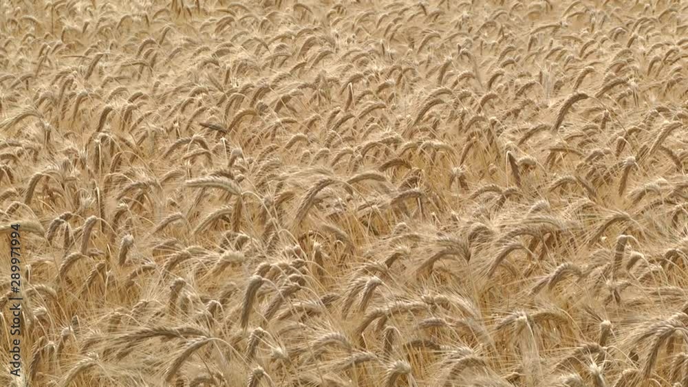 Gold wheat field. Ears of golden wheat close up. Rural Scenery under Shining Sunlight. Meadow wheat field. Wheat grain field on sunny day. Cereal farming. Gold wheat field. Ears of golden wheat close up. Rural Scenery under Shining Sunlight. Meadow wheat field. Wheat grain field on sunny day. Cereal farming.