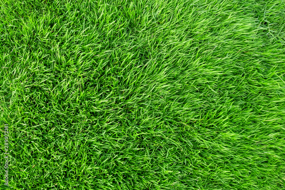Fototapeta premium Green grass texture for background. Green lawn pattern and texture background.