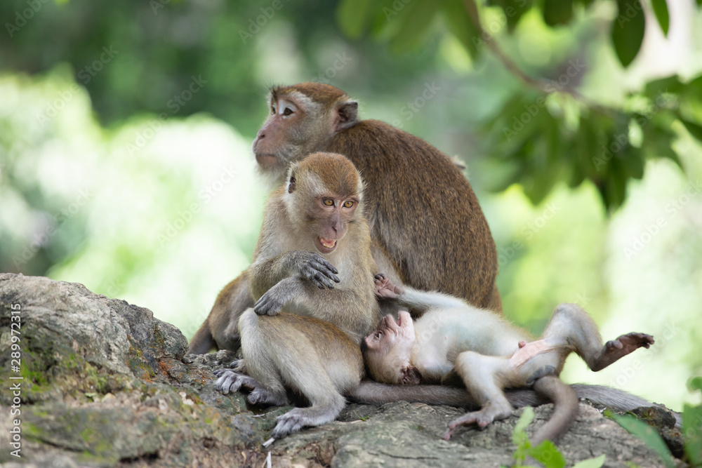 Obraz premium Macaque monkeys in the forest.