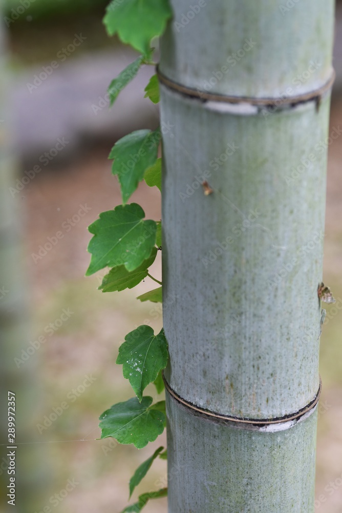 Scenery with an ivy / Ivy is a wonderful natural artist who creates landscapes throughout the seasons.