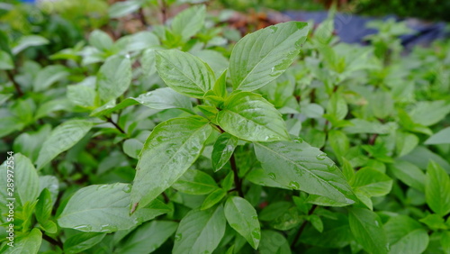 Wallpaper Mural Sweet Basil or Thai Basil is ingredient for thai food Torontodigital.ca