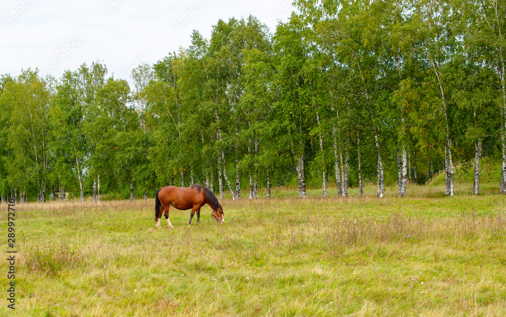horse in meadow