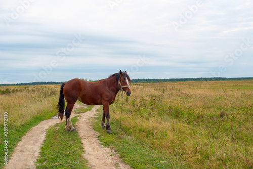 horse on a meadow © klavdiyav